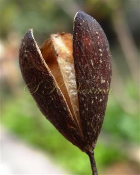  Dehiscing fruit